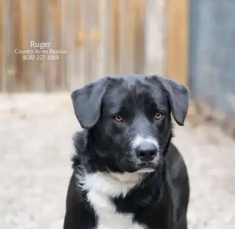 Ruger