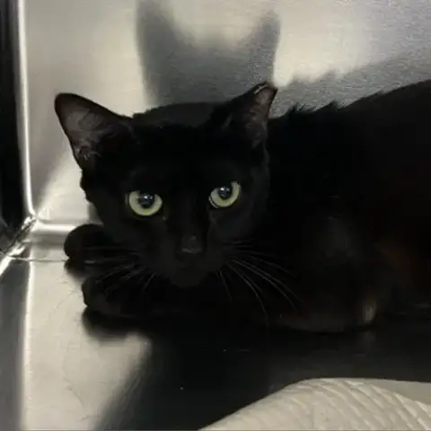 Cora