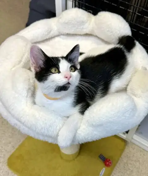Kitten Jarvis photo 2