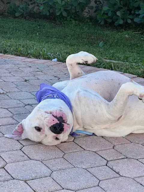 Courtesy Post: Sofia'S Foster photo 3