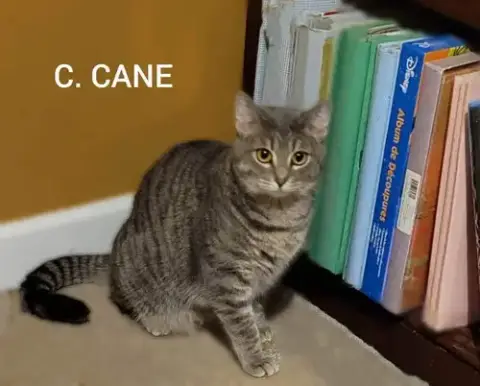 C. Cane photo 5