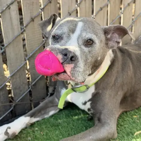 Kona