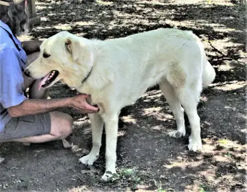 Zorro photo 2