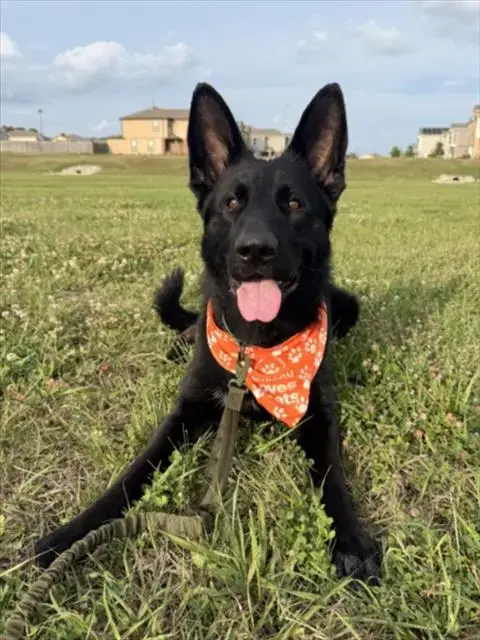 Lorenzo