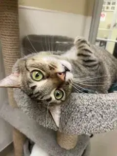 Harvey