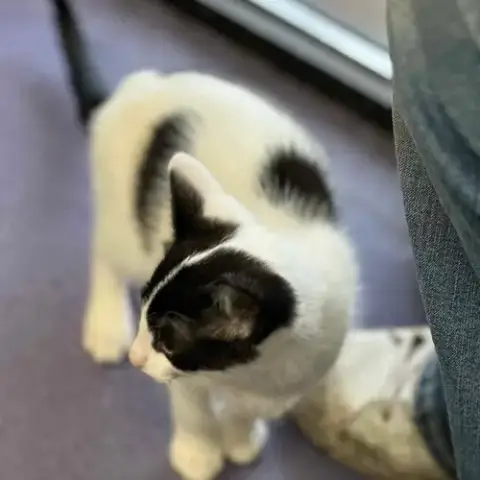 A Tootyta photo 4