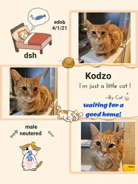 Kodzo photo 4