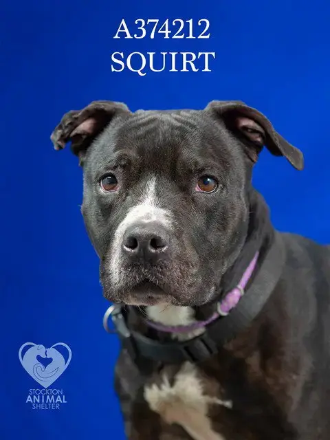 Squirt