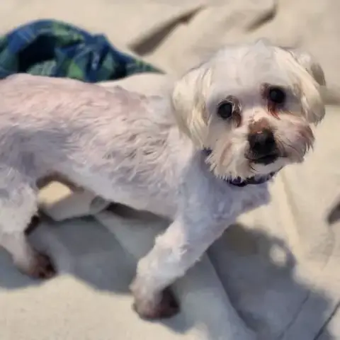 Cooper