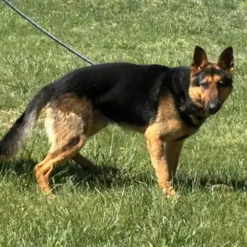 Zeppelin: At Shelter photo 2