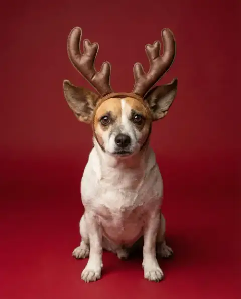 Archie photo 2