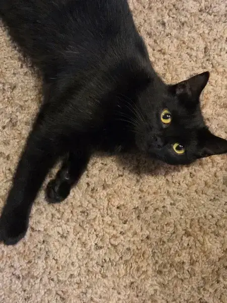 Zelda
