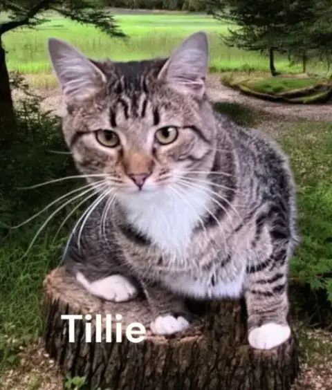 Tillie photo 3