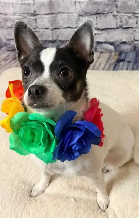 Nala photo 5