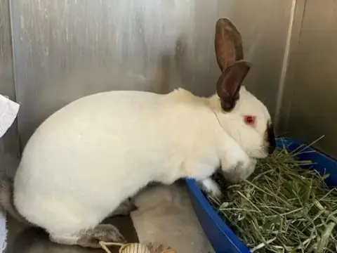 Fuzzball