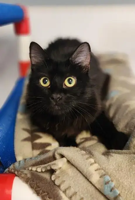 Mom Cat 27765