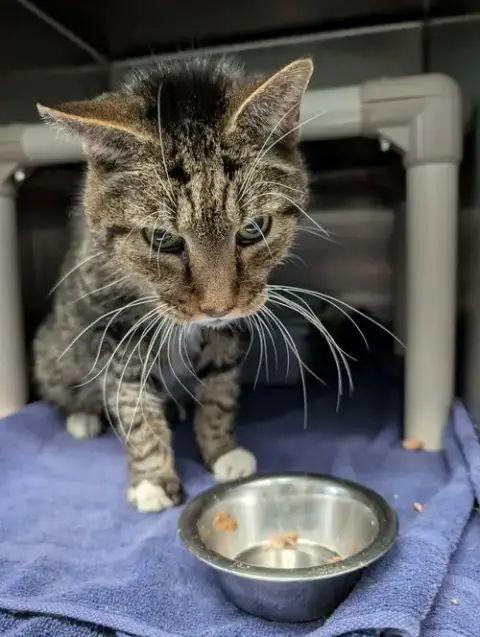 Rupert: Not At Shelter photo 3