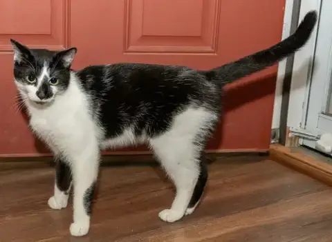 Biscuit Catio photo 3