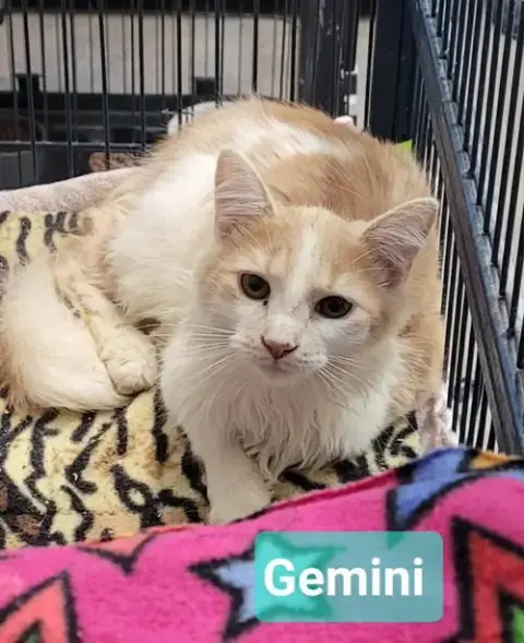 Gemini photo 2