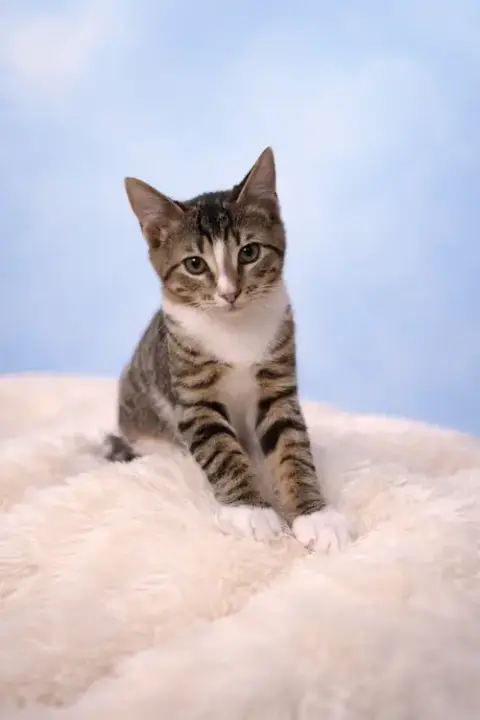 Mittens
