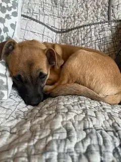 Tino