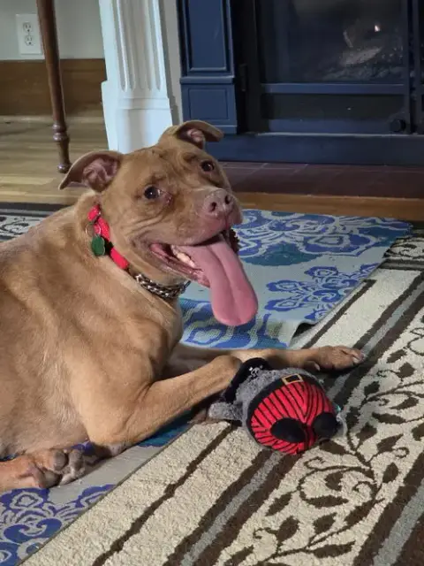 Rosie photo 5