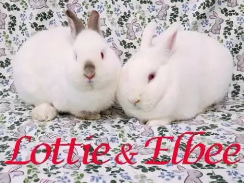 Lottie