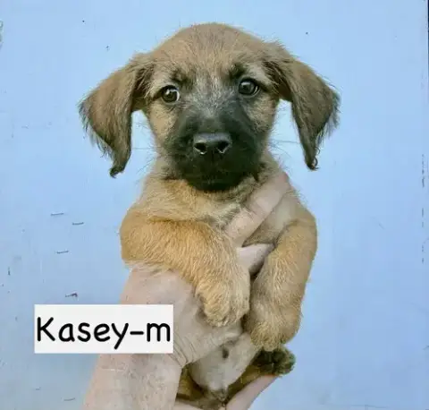 Kasey photo 5