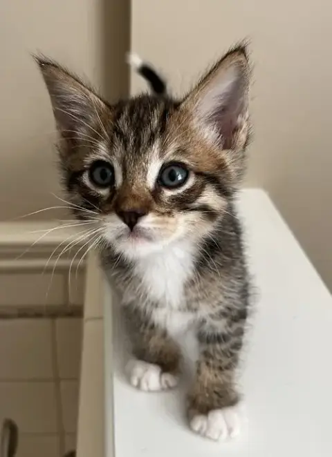 Cayenne photo 3