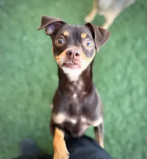 Kahlua