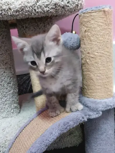 Sugar Bear