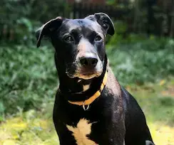 Sadie photo 5
