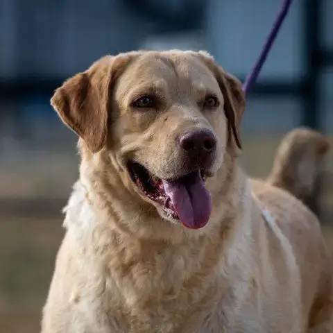 Old Yeller Jum