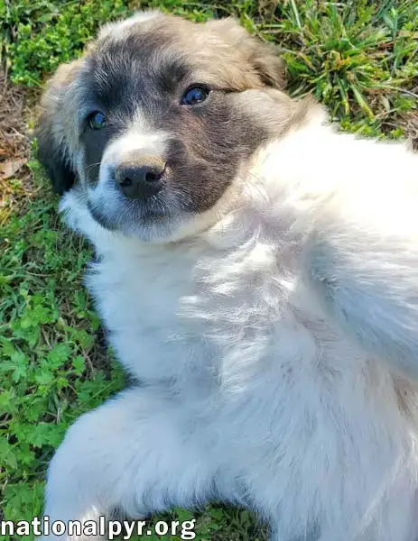Potato In Ky photo 3