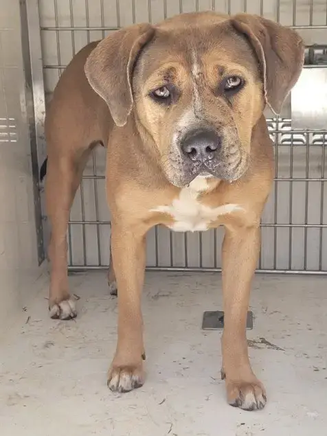 Rosie