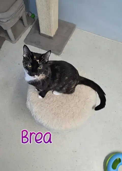 Brea photo 2