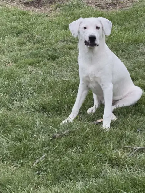 Falkor photo 2