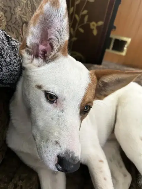 Roscoe photo 3