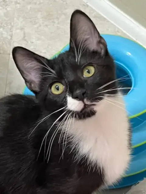 Kitten Zane photo 3