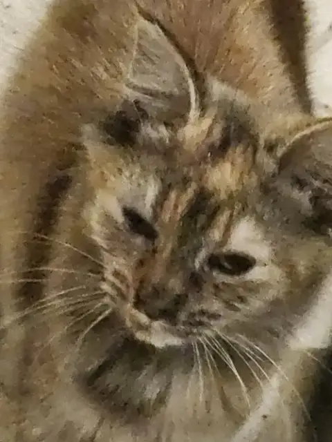 Torta