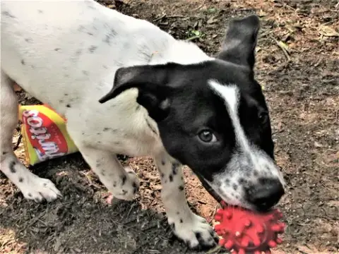Bandito photo 5