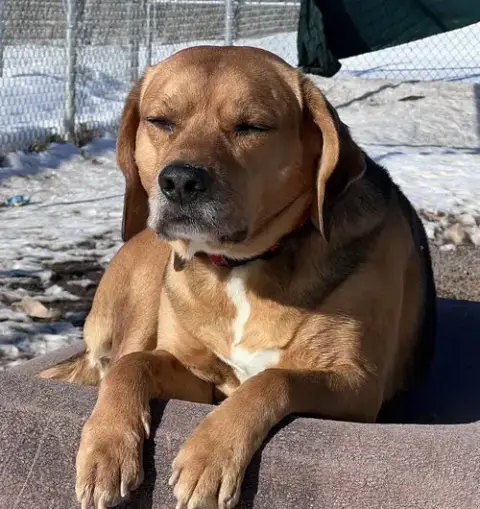 Yeller photo 4