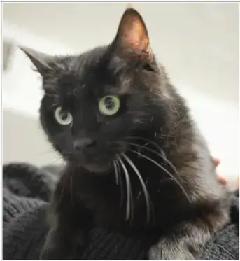 Binx