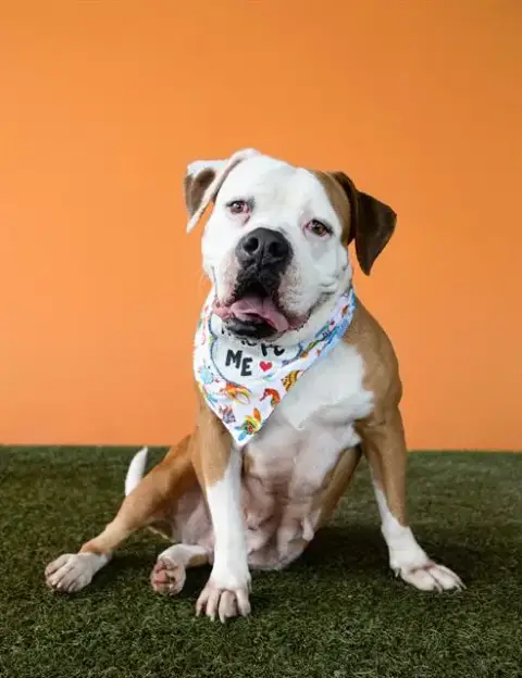 Sheila