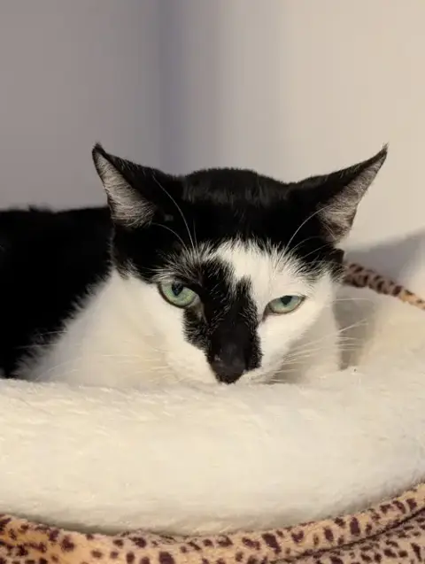 Shyla
