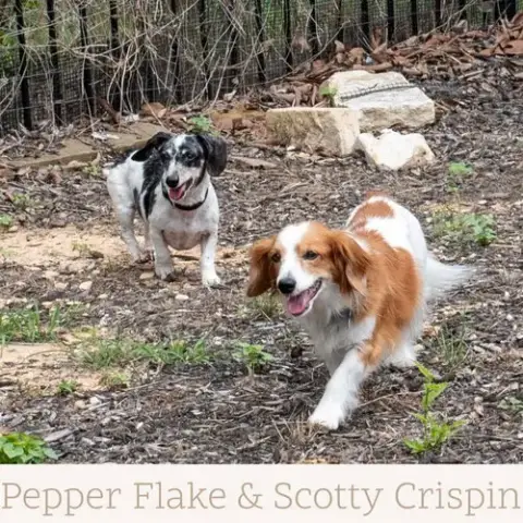Pepper Flake photo 2