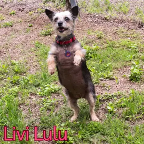 Livi Lulu photo 4