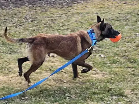 Ziggy photo 3