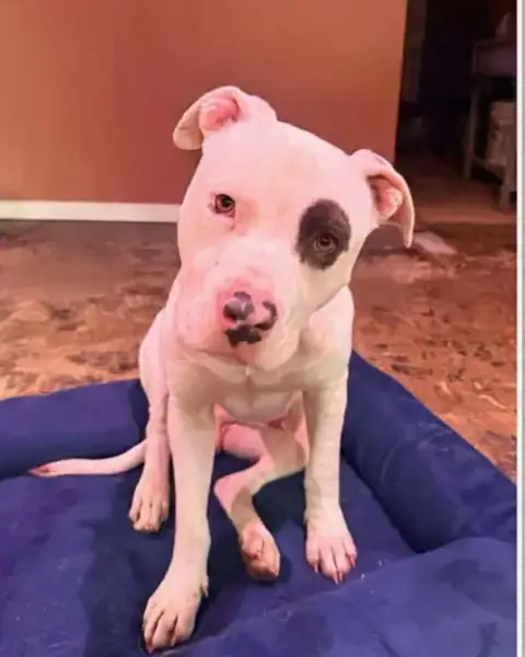 Petey: Not At The Shelter photo 4