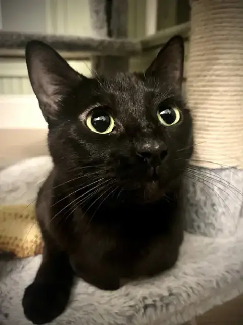 Tamari